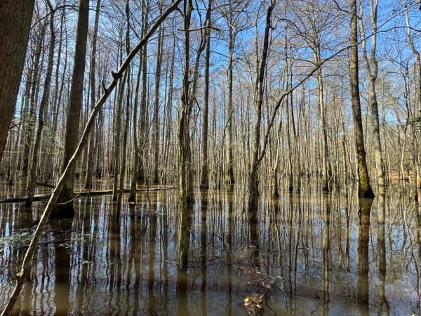 A stand of trees reflected in water below with light blue sky in the background.