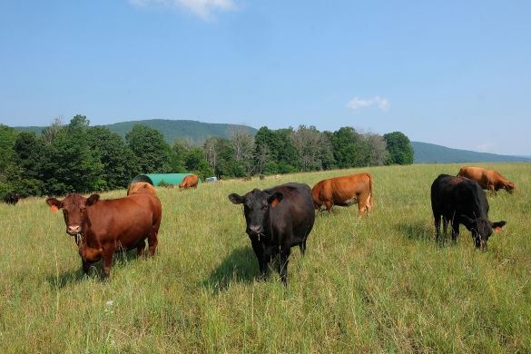 Cows in a field