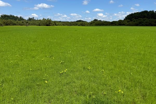 Ground covered in grasses with leaves of larger plants scattered throughout, with trees in the distance under a blue sky with clouds.
