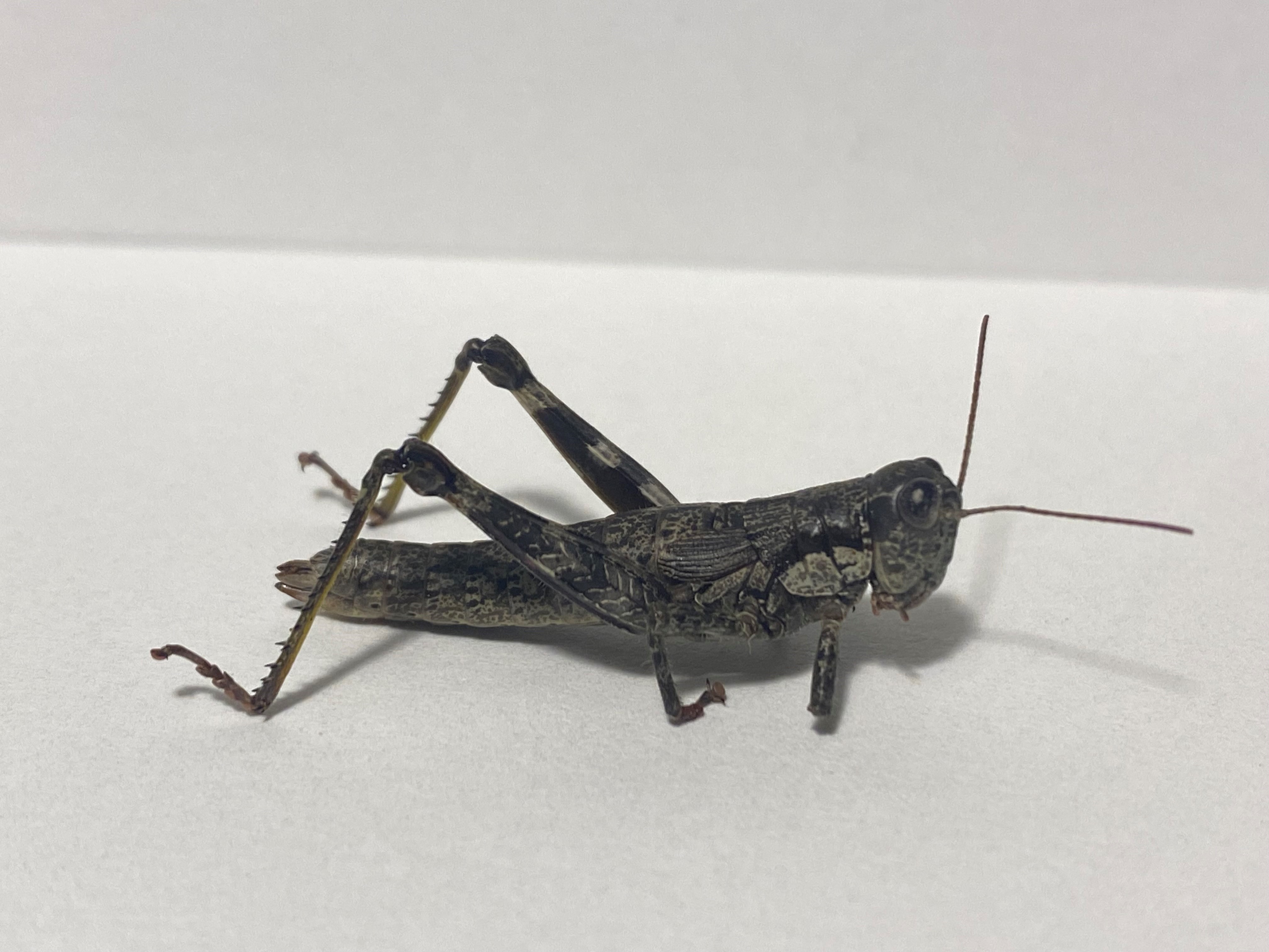 rare grasshopper