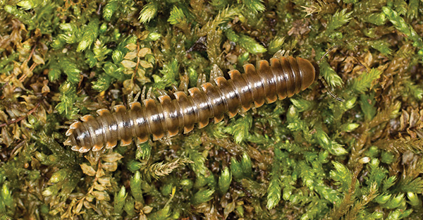 Maple Flats twisted-claw millipede