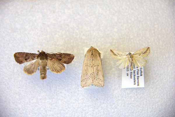 Moths