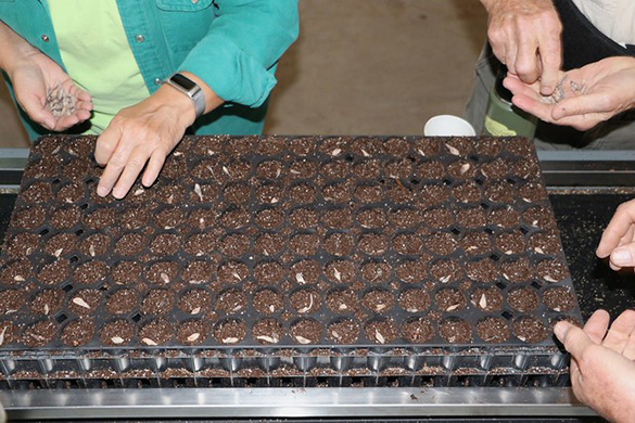 Native seed project