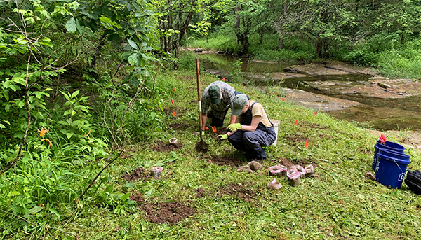 Planting river cane