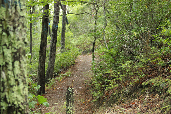 Poor Mountain Natural Area Preserve. Photo Irvine T. Wilson