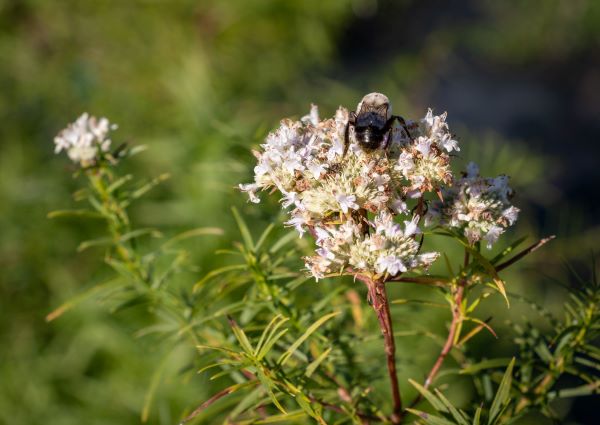 Pollinating insect on light-colored flowers of mountain mint.