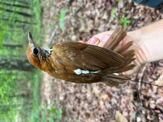 Brown bird with large eyes wearing mini-radio transmitter visible on its back, being held by a human hand.