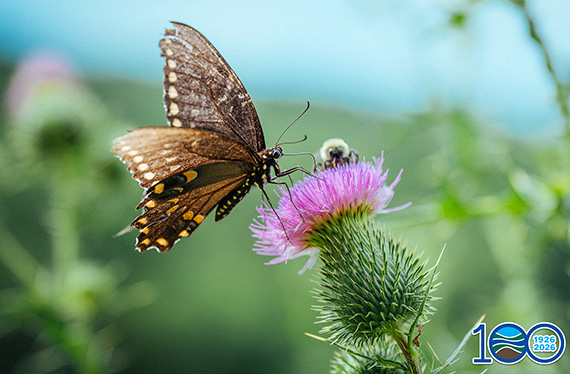 Butterfly at Buffalo Mountain Natural Area Preserve