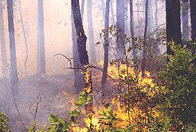 photo of controlled burn