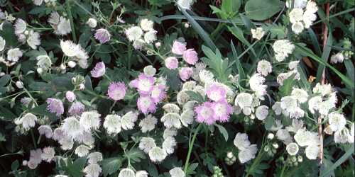 phacelia photo