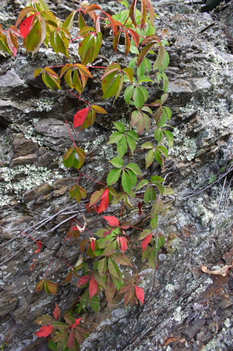 photo Virginia creeper