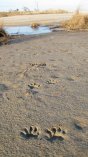Racoon prints