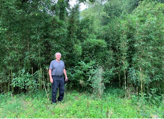 photo of mature stand of river cane