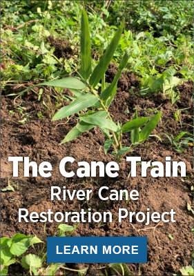 river cane plant seedling