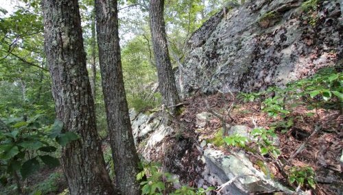 oldgrowth forest photo