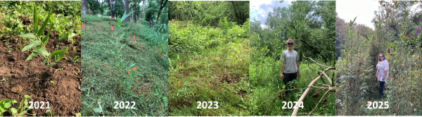 sequence of rivercane growth from 2021 to 2025