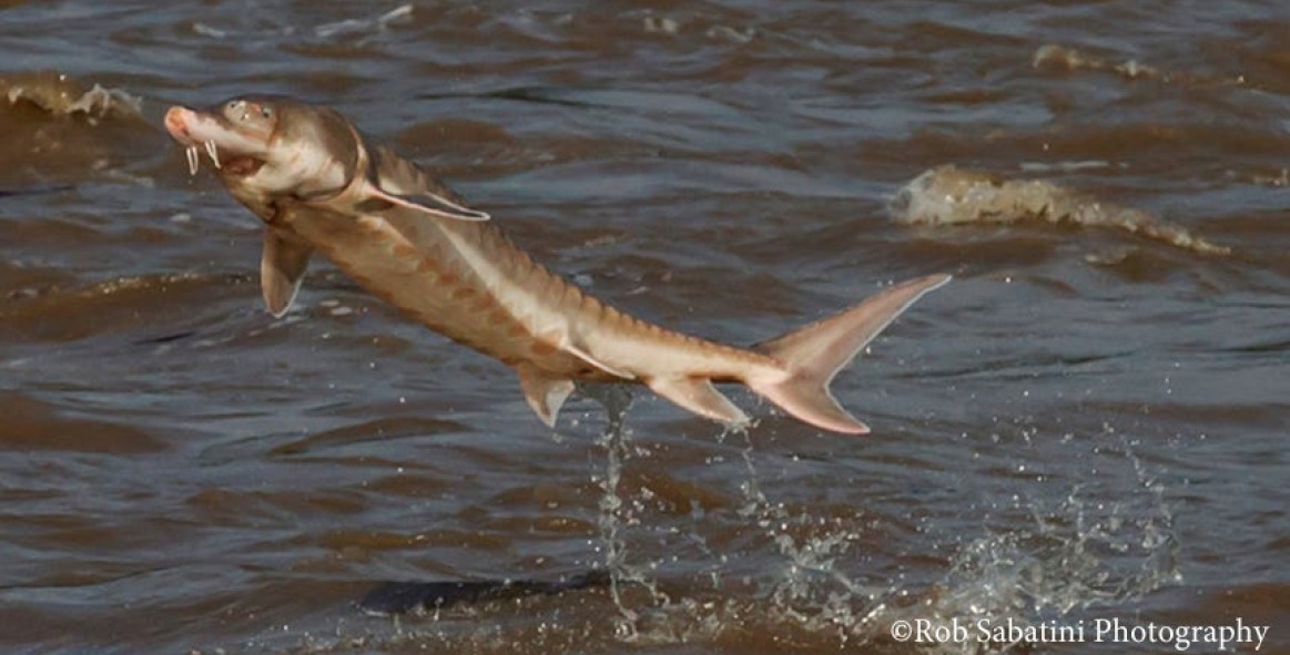 photo of Atlantic sturgeon