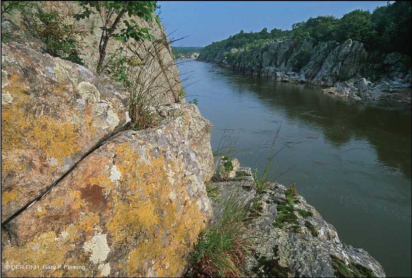 photo of Potomac Gorge Riverside outcrop barren