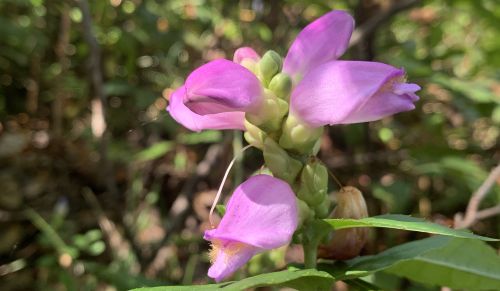 turtlehead photo