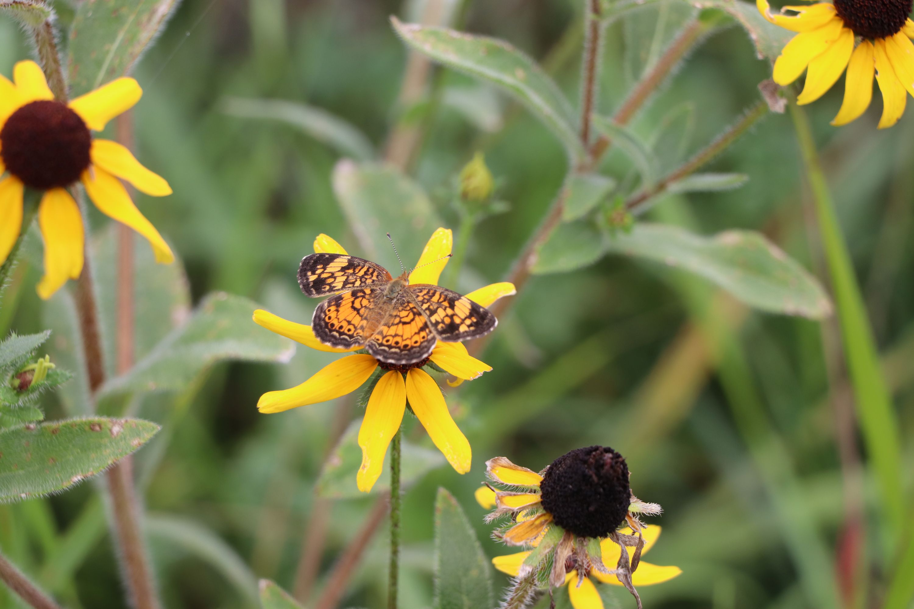Pearl Crescent butterfly on Black-eyed Susan at Chesapeake Solar site photo of pearl crescent butterfly on black-eyed susan