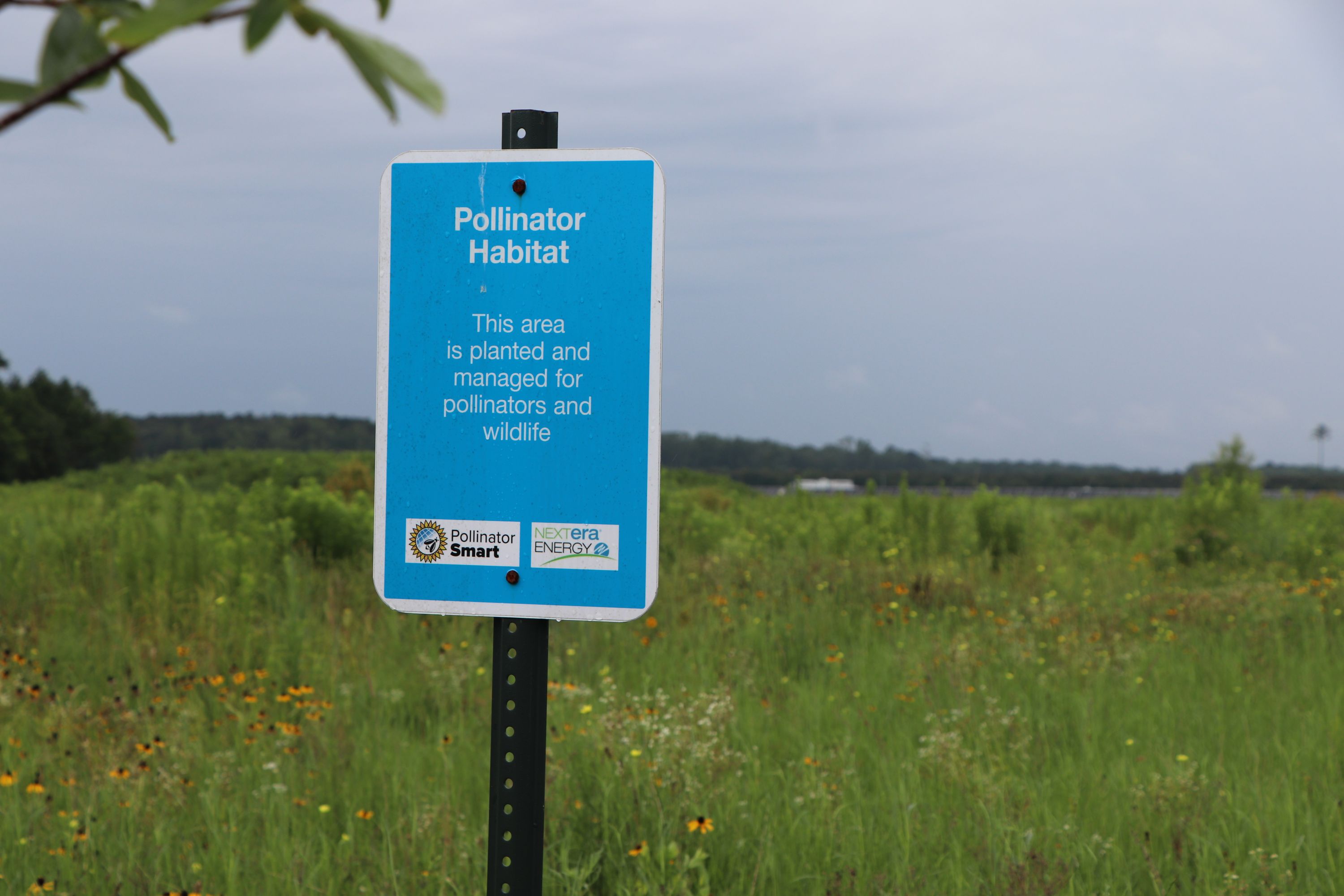Chesapeake Solar Habitat signage photo of Chesapeake Solar habitat sign