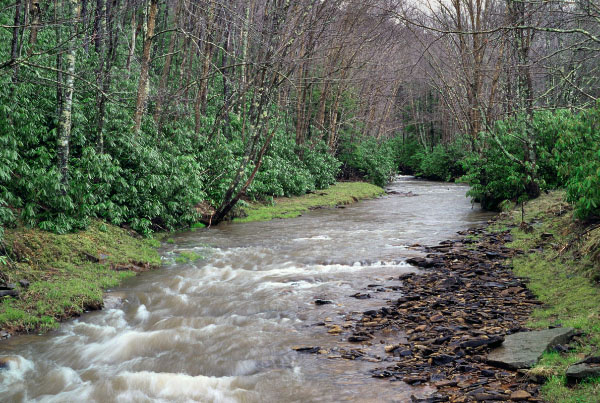 photo of high elevation cove forest