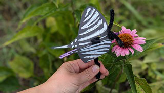 butterfly craft