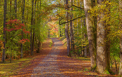 Trail at Caledon State Park