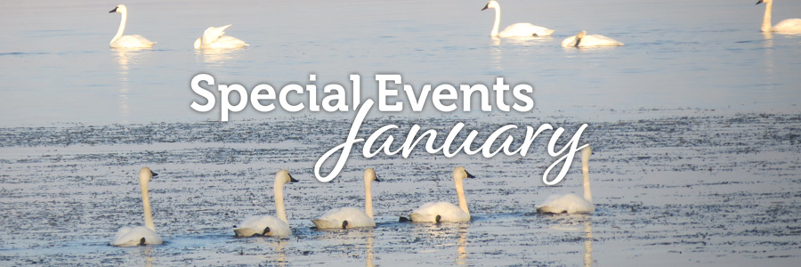 January monthly events - Tundra Swans at False Cape
