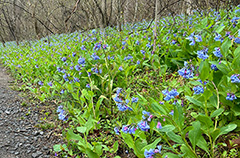 Bluebells