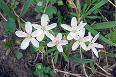 Spring flowers